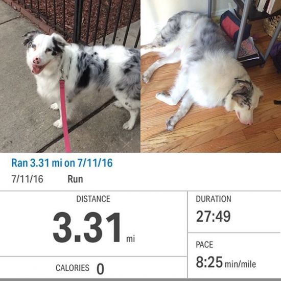 I think my 75% effort was a little faster than she would like. The old man who saw her try to lay down mid run, as I was encouraging her to keep going, was amused. 